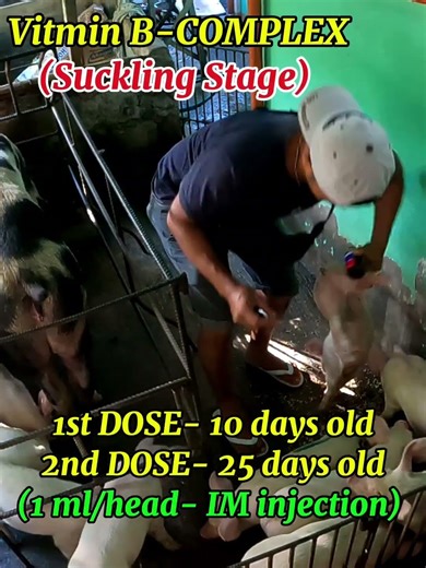 Vitamins for piglets💯 🐷‪@mangungumatv8418‬#pigfarming #animals #pigfeed #vitamins #farmer