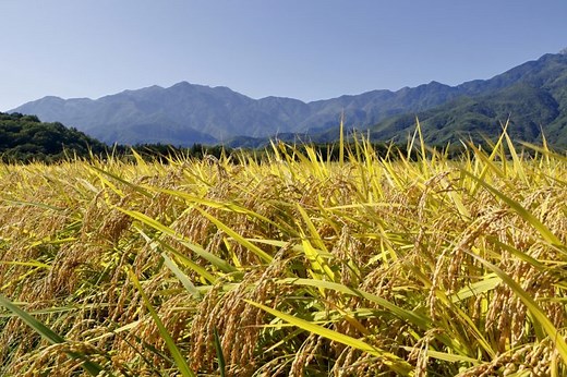 【世界中で大量発生！？】バッタの生態や特徴、自然環境への影響とは - For your LIFE