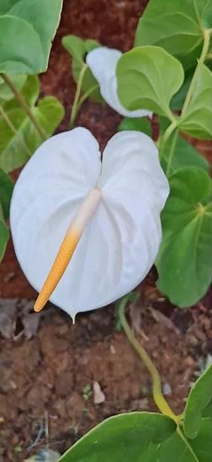 A breathtaking stroll through rows of pure white anthuriums—nature’s poetry in bloom. #flowerfarming