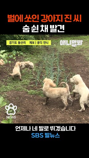[속보] 벌에 쏘인 강아지 진 씨 숨 쉰 채 발견 #애니멀봐 #애니멀봐강아지 #강아지릴스 #SBS발뉴스 #꽃놀이 #벌쏘임 #뉴스 #속보 | SBS TV동물농장x애니멀봐