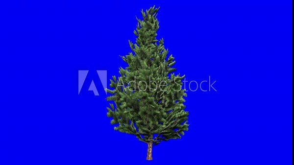 3D christmas scotch pine tree with wind effect on blue screen 3D animation. You can easily key out (remove) the blue screen with just one click using any video editor.