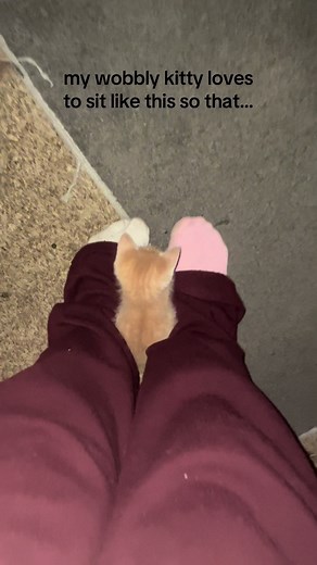 El hermoso momento de mi gato wobbly