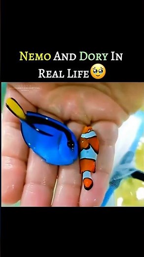 Nemo & Dory in Real Life? 🐠✨ | Ocean Magic Unveiled #Shorts