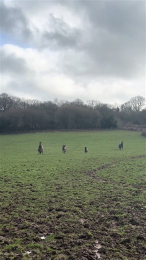 Fair to say these lot had us cracking up today 😂 🐎 #Horse #shetlandpony #Horsetok #fy #fyp