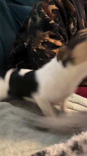 Little dog syndrome😭 when Popcorn met her new dog cousin🤣#dogsoftiktok #dogmom #littledog #mutt #bitch