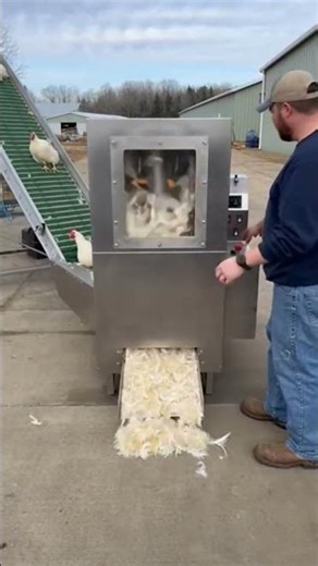 Chicken Feather Removal #chicken