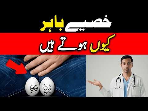 Why Are Men’s Testicles Outside The Body!