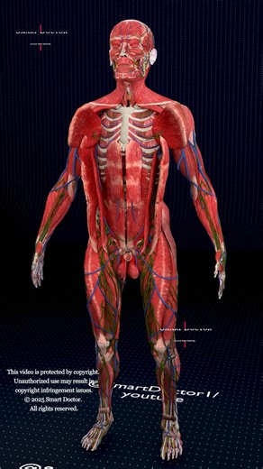 The Hidden World Beneath Your Skin ⚡ . . . The human heart is a vital organ that pumps blood throughout the body, supplying oxygen and nutrients while removing carbon dioxide and waste products. Here are some key points about the human heart: Anatomy: The heart has four chambers: two upper atria and two lower ventricles. The right side pumps deoxygenated blood to the lungs, while the left side pumps oxygenated blood to the rest of the body. Valves: There are four main valves (tricuspid, pulmonar