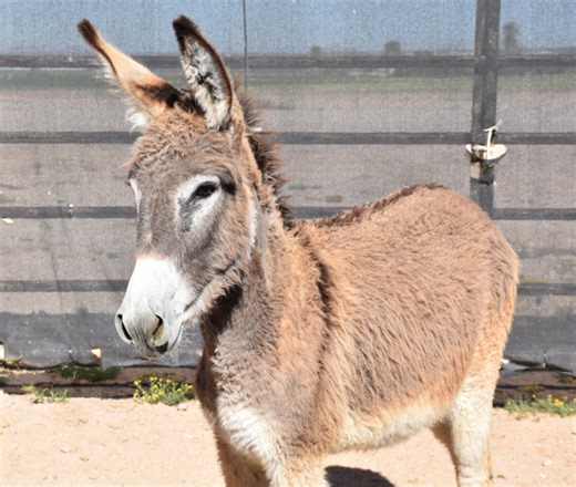 Wild burros for sale in North Dakota and South Dakota