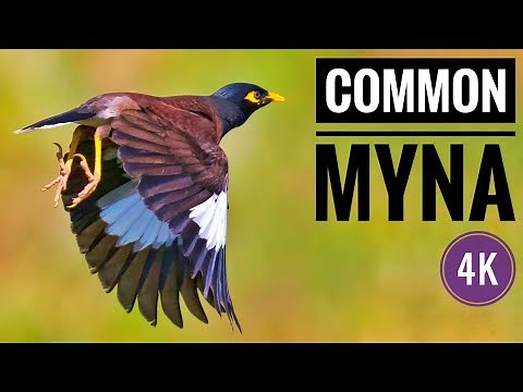 Common Myna | Beautiful Passerine Bird | Window Birding | 4K Video
