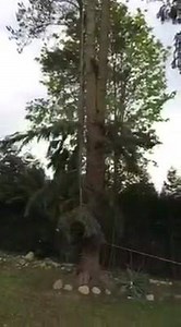 2.9K views · 84 reactions | Great rope skills by George on the ground rigging this piece down, lovely and smooth... | ClimbingArborist.com | Facebook