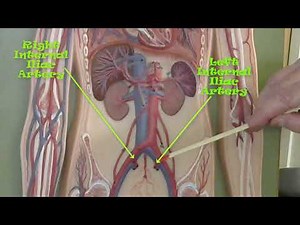 circulatory system flat model review for anatomy practical exam