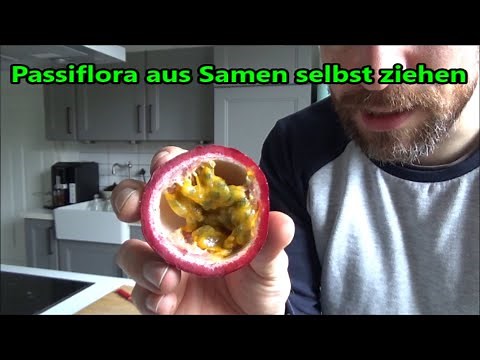 Grow your own passion fruit - Grow your own passion flower from seed