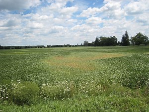 Soybean School: Taking a Bite Out of Spider Mites