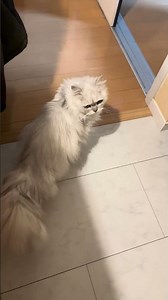 りんちゃんが呼んでます。 #cat #にゃんグラム #cute #モジャ #ねこ動画 #ペルシャ猫