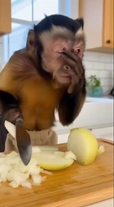 Chimp CHEF Chops Onion… Then COMPLETELY BREAKS DOWN! 😭🧅