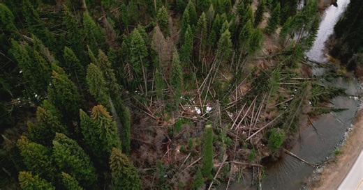Lolo National Forest, volunteers, partners working on tree damage mitigation after winter wind storms