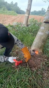 2.4K reactions · 90 shares | Drilling fire holes into Aquilaria trees causes them to secrete a very natural resin. However, the yield is limited.#Oud #agarwood #aquilaria | Miki Lee | Facebook