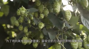 非瑟酮（Fisetin）：一种用于健康衰老的抗衰老剂及更多