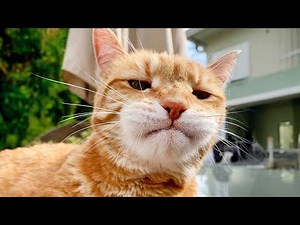 Funniest Cats That Will Make You Laugh 🐱🤣 Funny Cats 2024