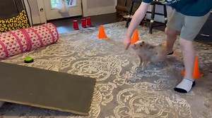 2K views · 140 reactions | Trick training by my grandson this weekend. He did so great! So did the pig!  | Charming Mini Pigs | Facebook
