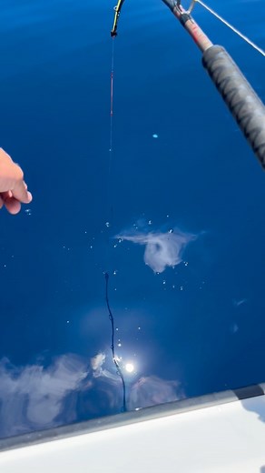 43K views · 223 reactions | Fighting a 250lb fish of a lifetime in 2000’ of water resulted in some heart break at the 3 hour mark when the hook finally pulled at only 100’ under the boat 勞 The crew was incredible and it was a memory making experience non the less! Till next time…. We will meet again Mr. Swordfish ⚔️ #Reels #Incredible #TrophyFish #GalvestonFishing #MonstaFishin #DeepBlueSea | Out Cast Charters | Facebook