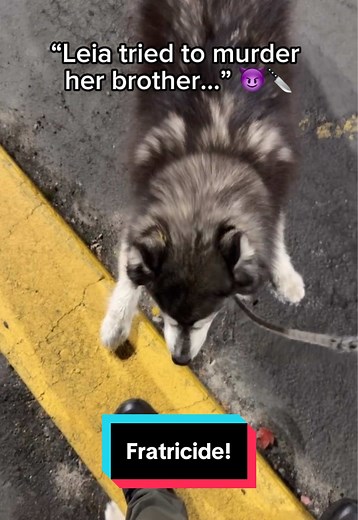People often compliment me on how calm and mild-mannered my Huskies are. 🐺🧐😬 #siberianderpskies #husky #siberianhusky #dogsoftiktok #huskiesoftiktok