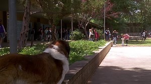 Beethoven.1992.720p.BluRay.7xRus.2xUkr.Eng.HDCLUB-CtrlHD