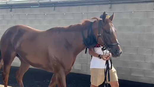 A hose down and final stretch of the legs for Caxton Lass before being saddled up. #robheathcoteracing #JoinTheThrill #WinBig #racehorseownership #horseracing | The Horse Racing League