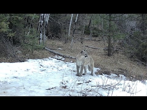 Chirping Mountain Lion - Full Sequence
