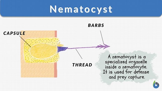 Nematocyst - Definition and Examples - Biology Online Dictionary