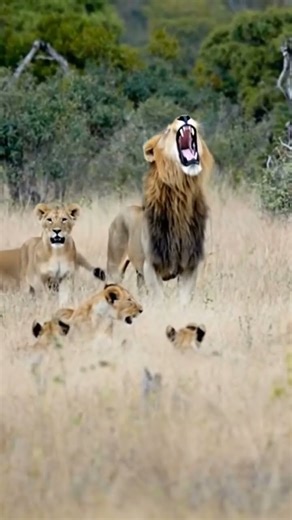 Lion King’s Powerful Roar 🦁🔥 | Majesty of the Wild #wildlife #nature #shorts