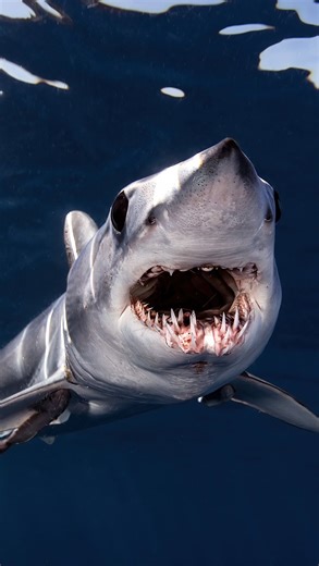 Ikelite on Instagram: "@joshblankphotography’s Lighting Setup 2025 // Manual Fiber Optic Transmitter Shooting Sharks and Orcas, all in one day? Ikelite Ambassador Josh Blank explains why he switched to an Ikelite fiber optic system. Utilizing the Ikelite Manual Fiber Optic Transmitter and Manual Optical Receivers, he can adapt at a moment’s notice to make sure he gets the shot. Learn more from the legendary @joshblankphotography at the link in bio!"