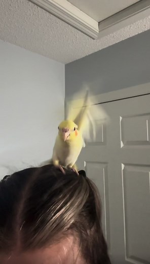 Crash landing 💥 #pets #bird #funnybird #fyp #fypage