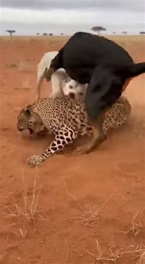 Leopard vs. Guard Dogs: An Epic Battle for Survival! 🐾🔥