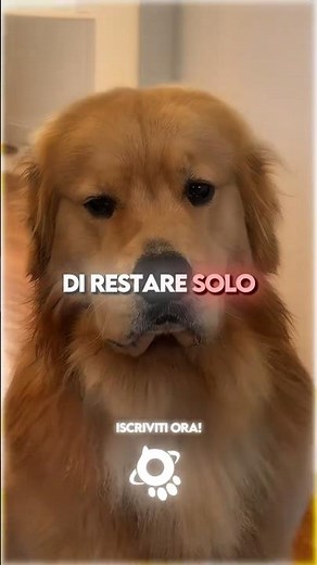 🥹💔 Your Dog's 3 Hidden Fears