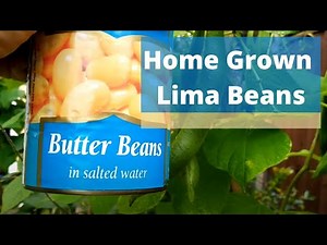 Butter Beans (Lima Beans) - Growing in the UK