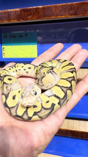 Beautiful ball python! 🐍 #pets #pet #animals #reptiles #snake #live