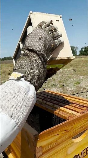 We Installed Bees WITHOUT Shaking Them… Did It Work? | Vlovebee Hive
