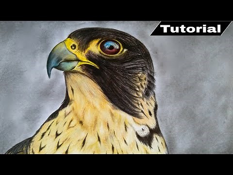 How To Draw Realistic Falcon Step By Step With Coloured Pencils