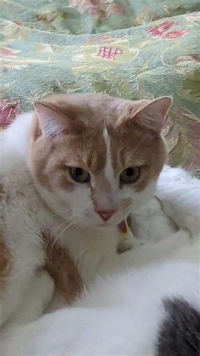 Best buddies snuggling