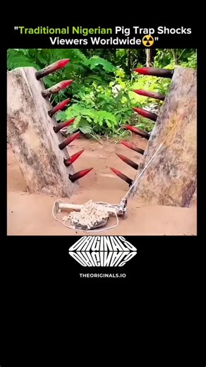 KNOWLEDGE ILLUSION on Instagram: "Traditional traps in Nigeria aren’t just simple cages — some are ingenious, shockingly effective designs passed down through generations. This particular pig trap is a perfect example of human ingenuity meeting survival needs. Follow @scienceplug for more forgotten inventions and mind-blowing engineering history. The trap looks simple, but its design exploits the pig’s natural behavior while keeping humans safe and food secured. It’s a combination of clever mech