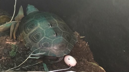 Take a deeper look into the Georgia Sea Turtle Center's Diamondback Terrapin Project. If you would like to support our terrapin conservation by symbolically adopting the hatchlings, click here: https://bit.ly/2z40jBR #georgiaseaturtlecenter #jekyllisland #diamondbackterrapin #terrapin #goldenisles | Georgia Sea Turtle Center