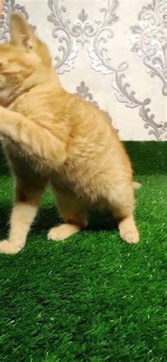 Crazy Funny Kitten Moments #cat #cute #funny