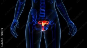 Female Reproductive System with Nervous System Anatomy Animation Concept