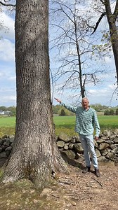 Explore the white oaks along Gettysburg’s West Confederate Avenue with Peter Lukacs, whose compelling story about how he’s documented 120 witness trees is in our July/Aug 2024 magazine: https://celebrategettysburg.com/witness-trees/ ⭐️ #CelebrateGettysburg #Gettysburg #Pennsylvania #AdamsCountyPA #WitnessTrees #GettysburgNationalMilitaryPark #GettysburgBattlefield | Celebrate Gettysburg