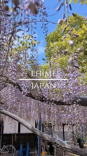 【絶景】樹齢300年とも言われる今治の大熊寺の藤棚が美しい。#みとん今治 #藤 #大熊寺 #しまなみ海道