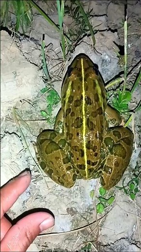 CRAZY Froggy Antics That Will Make You LAUGH!