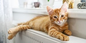 Un chat, combien ça coûte ?