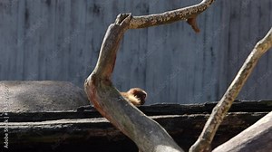 Two monkey children play together in the zoo enclosure and run back and forth. Filmed in sunny spring weather at Wilhelma in Germany